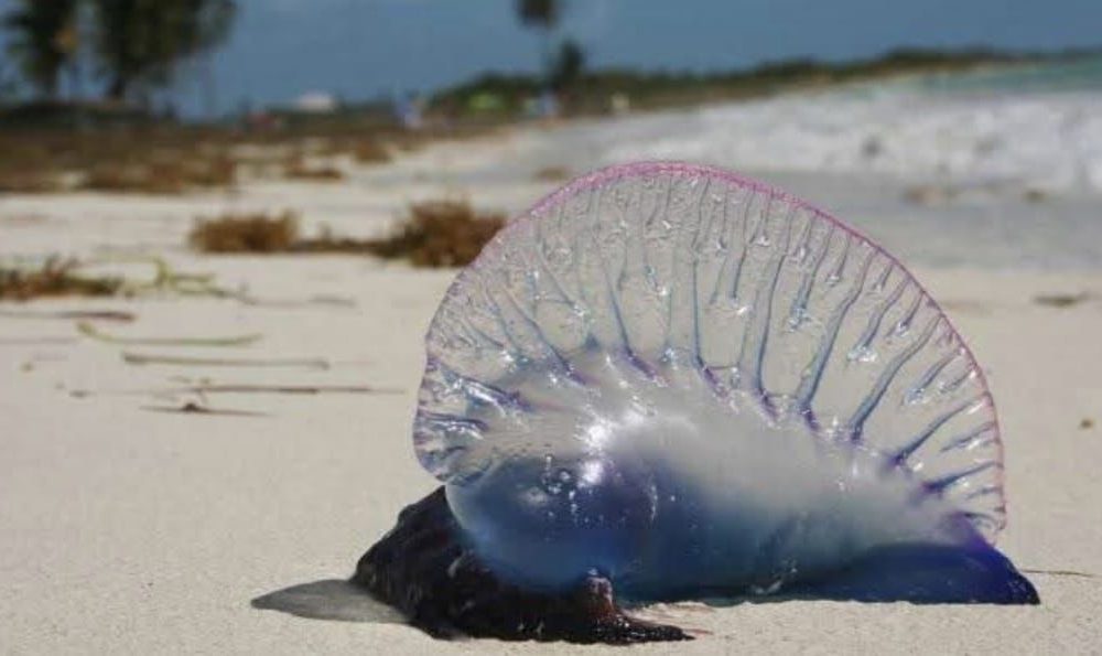 CORALINA hace un llamado preventivo por la llegada a las playas de la popular «agua mala»