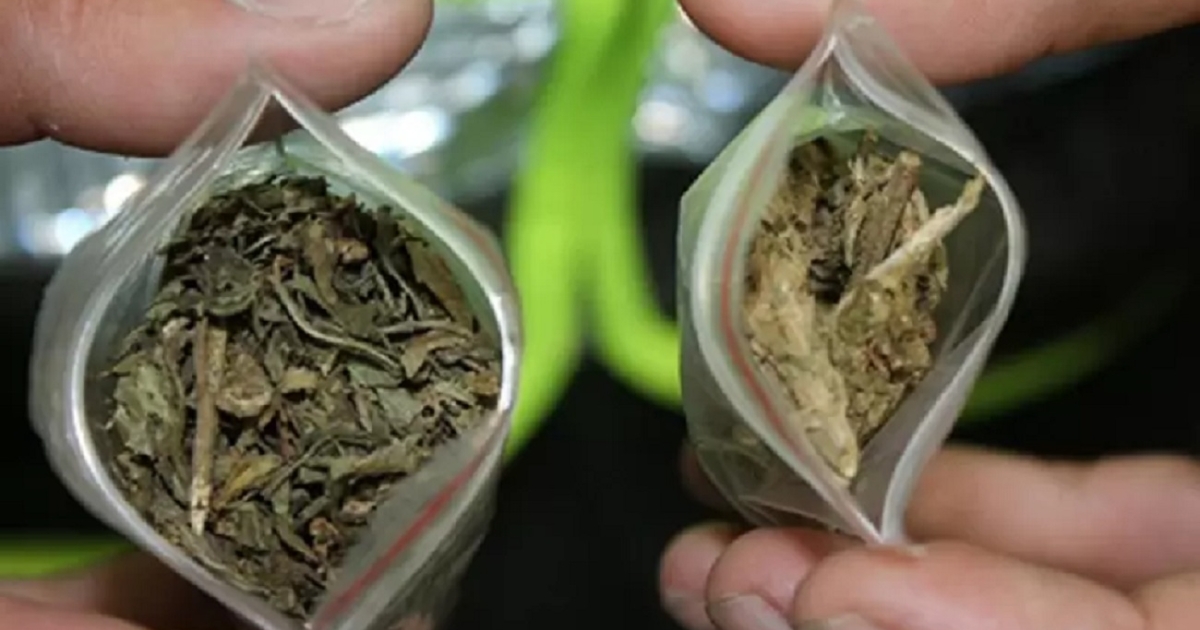 La legalización de la marihuana recibe el apoyo de los congresistas