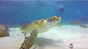 fauna marina