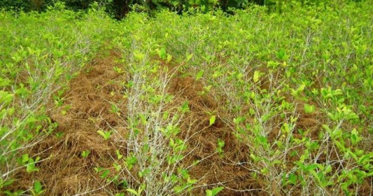 Los campesinos de Catatumbo reemplazarán los cultivos de coca