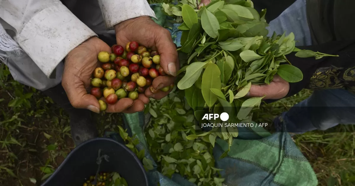 Exportadores de café, en una advertencia de tarifa