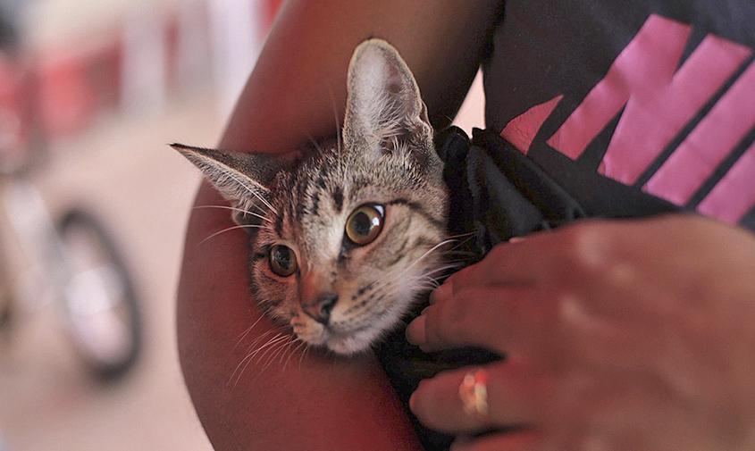 San Andrés refuerza el bienestar animal: 187 esterilizaciones en el Albergue Departamental