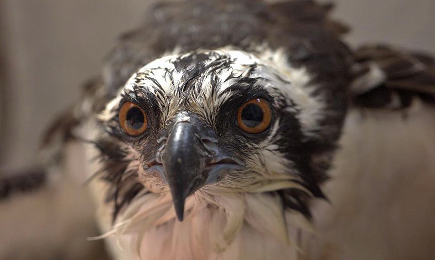 Atienden un águila pescadora en Providencia: llamado a proteger la migración en las islas