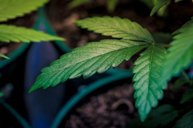 Colombia permite la venta de la flor de cannabis medicinal en farmacias