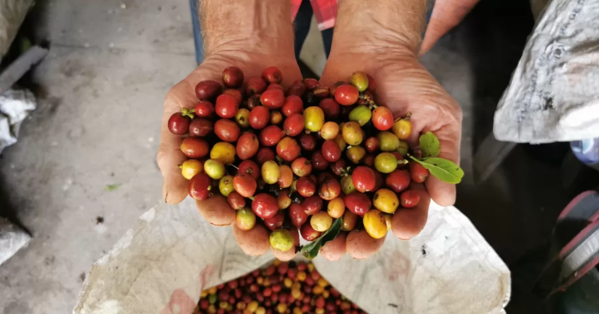 Llegará más café colombiano a EE.UU. gracias a Walmart