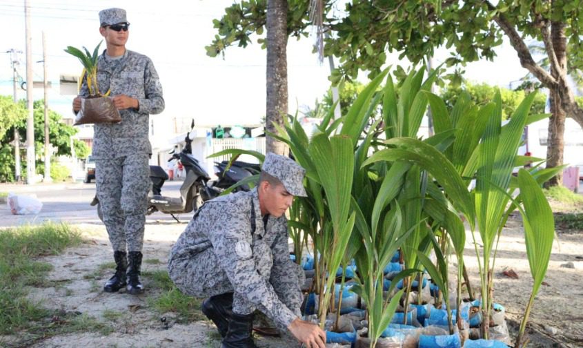 Siembra de palmas fortalece la franja costera de San Andrés